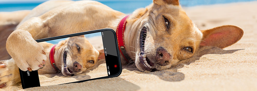 Smartphone Pet Photography