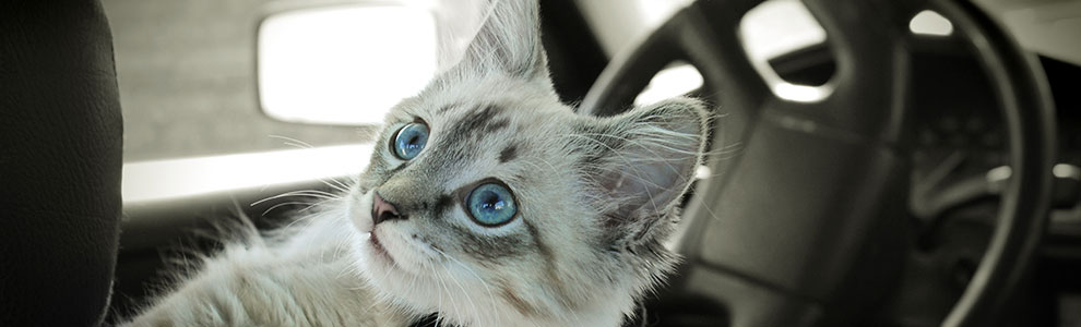Cat in Car