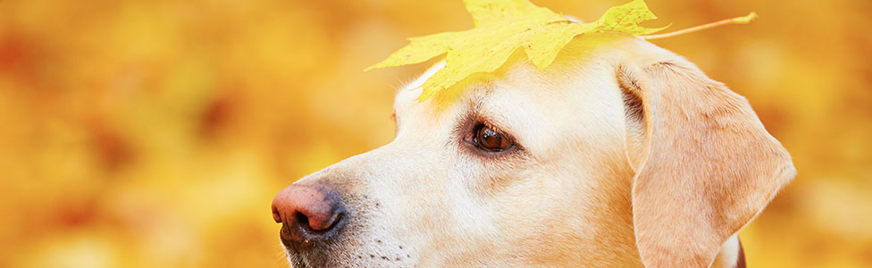 Dog In Leaves
