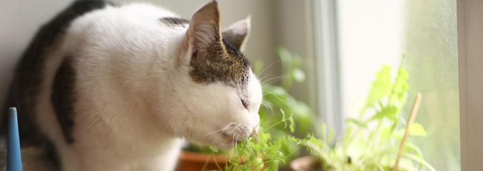 Cat Chewing Plant