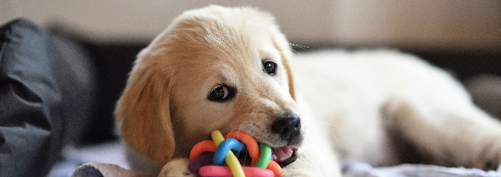 Dog Chewing Toys