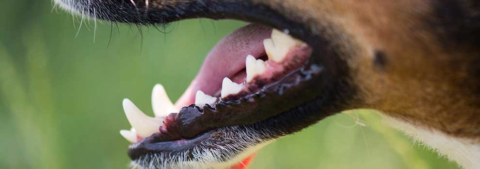 Preventing Dog Bad Breath