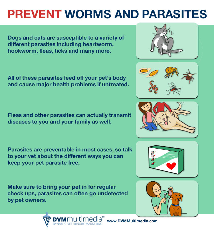 Pet Parasite Infographic