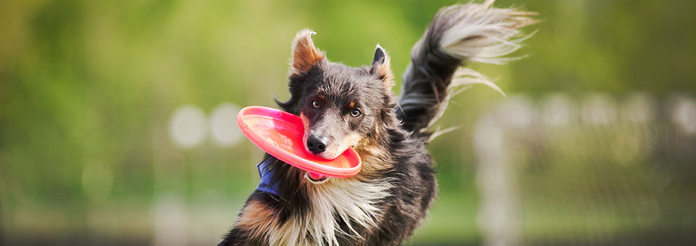 Dog With Frisbee