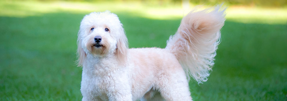 40 Dog Breeds That Don't Shed A Lot