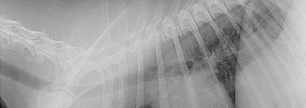 Veterinarian X-rays