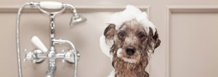 How Much Is Dog Grooming?