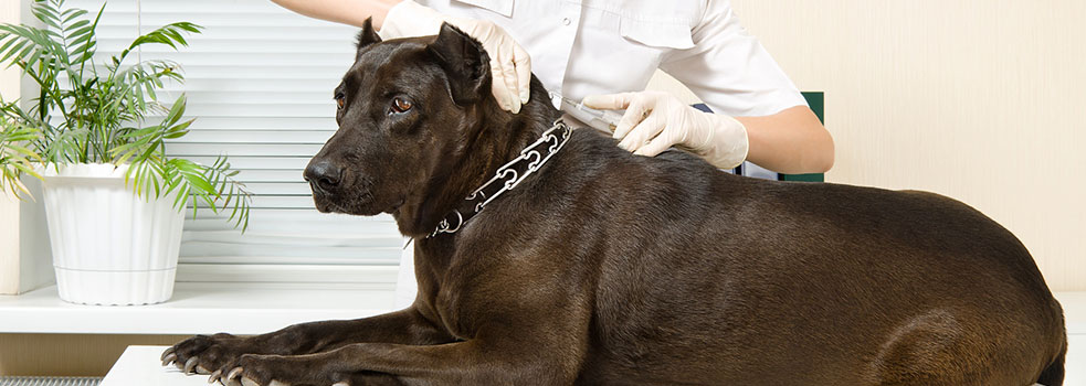 Adult Dog Vaccinations