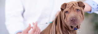 Dog Vaccinations Schedule: From Puppy To Adult