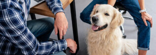 Benefits of Pet Friendly Workplaces